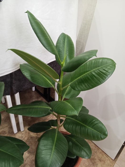 продам фикус -5000