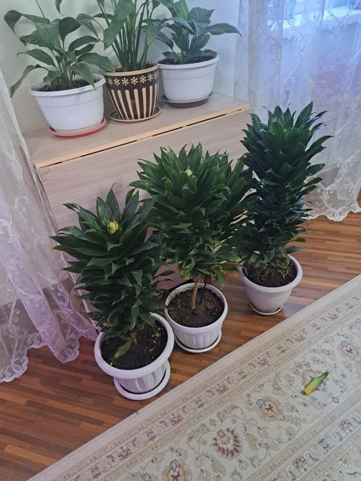 Комнатные цветы разные