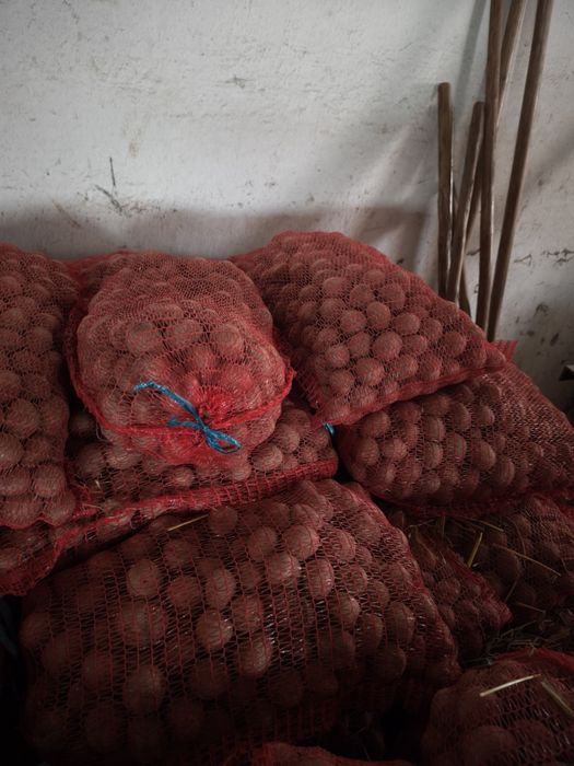 Cartofi samanta substas / pentru animale