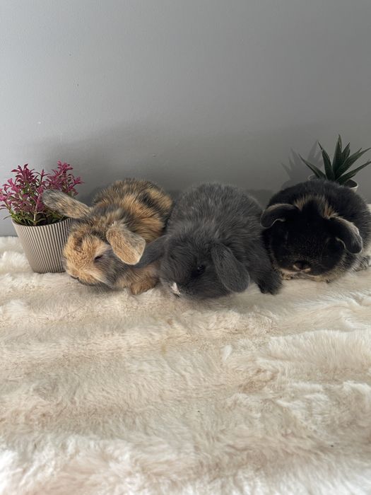 Iepurași pitici Holland lop mini lop berbec pitic