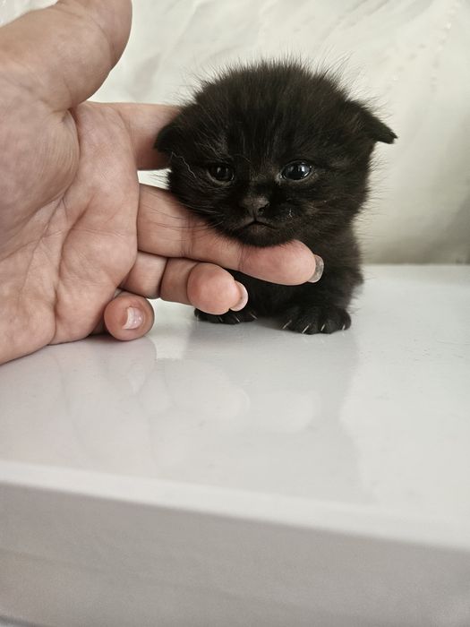 Продам милых котят