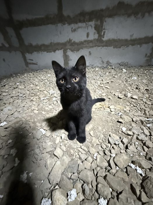 Котенку нужен дом