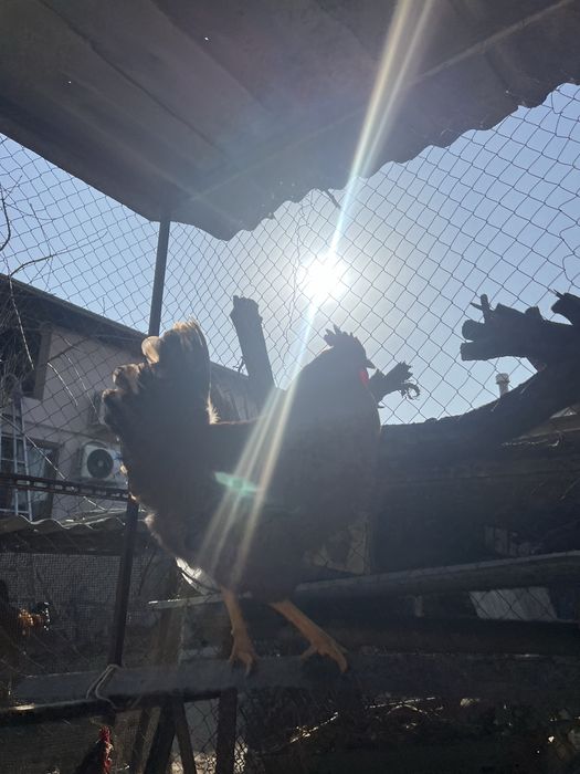 Петухи 17 штук.