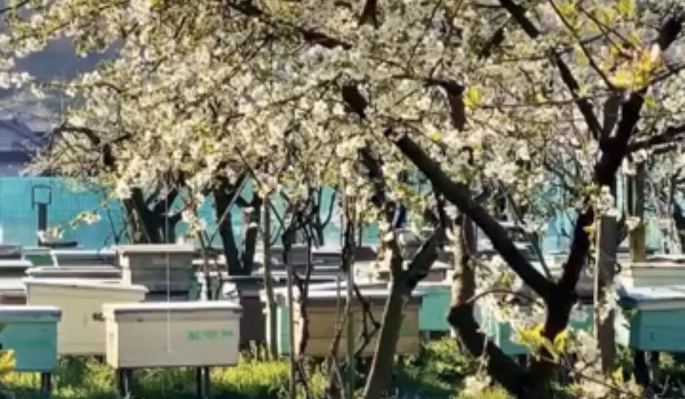 Familii albine sănătoase