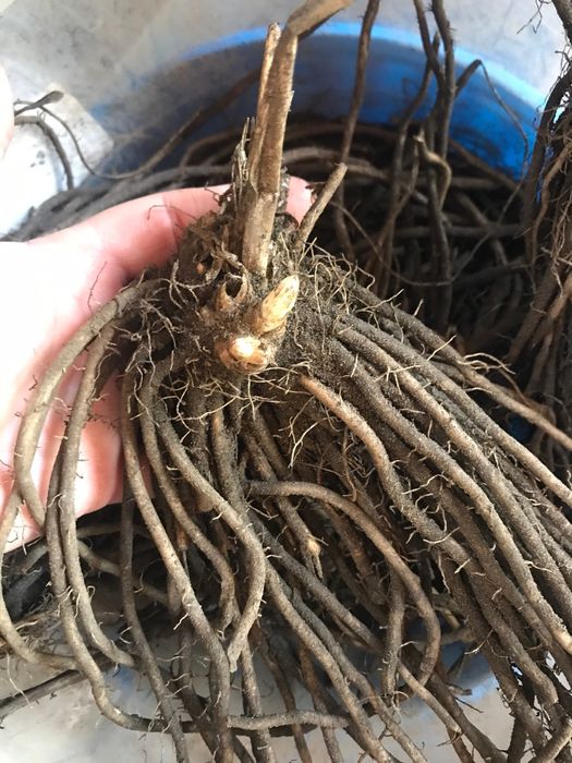 Rădăcini sparanghel anul 3