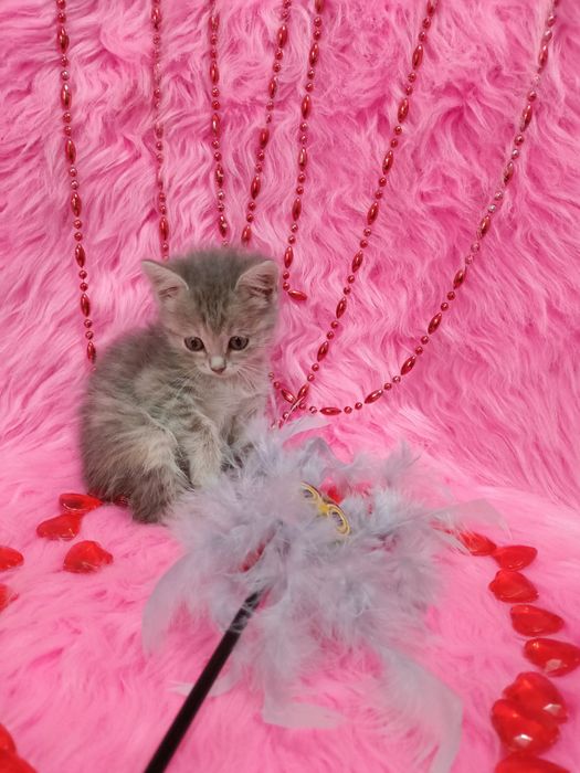 Продам шотландских девочек