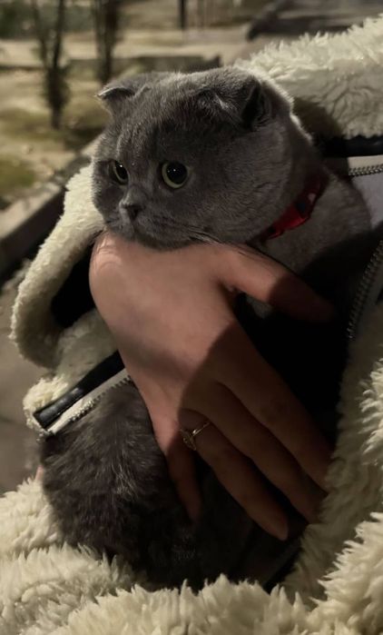 СРОЧНО Продается Британская Кошка