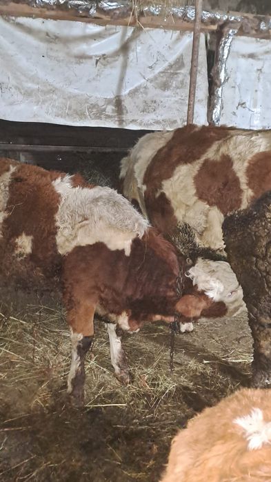 Vind juninca baltata  cu lapte