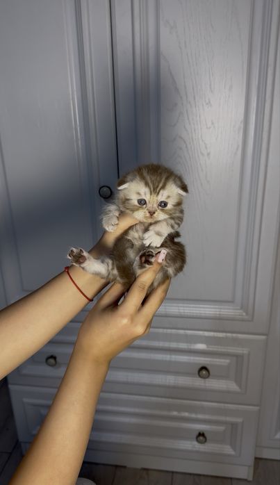 Шотландский вислоухий