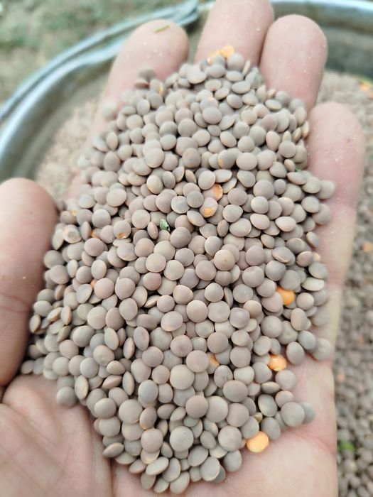 Пшеница.Платный чат! Все корма.