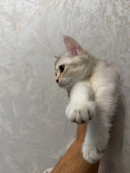 Кошка Кошки Котята