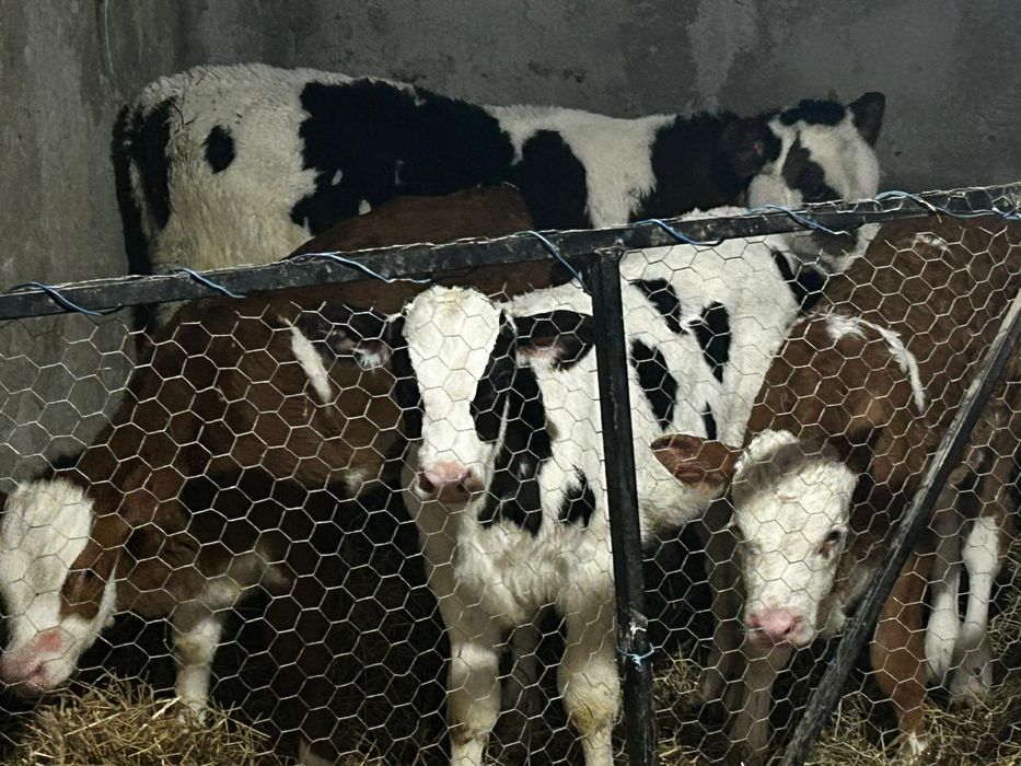 Vand 4 vitei  baltati