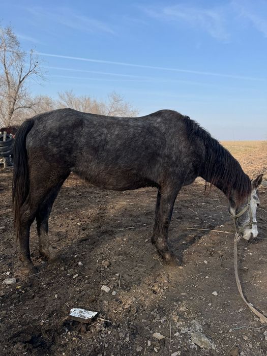 Бие кобыла байтал