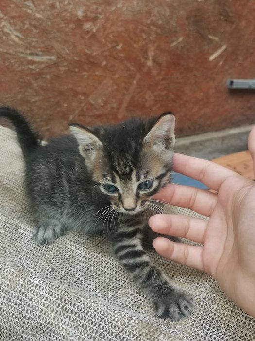 Pisic spre adoptie