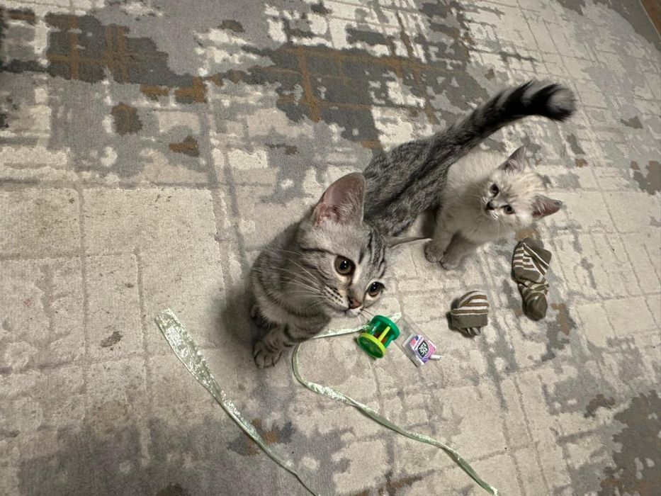 Продается котенок Бенгал