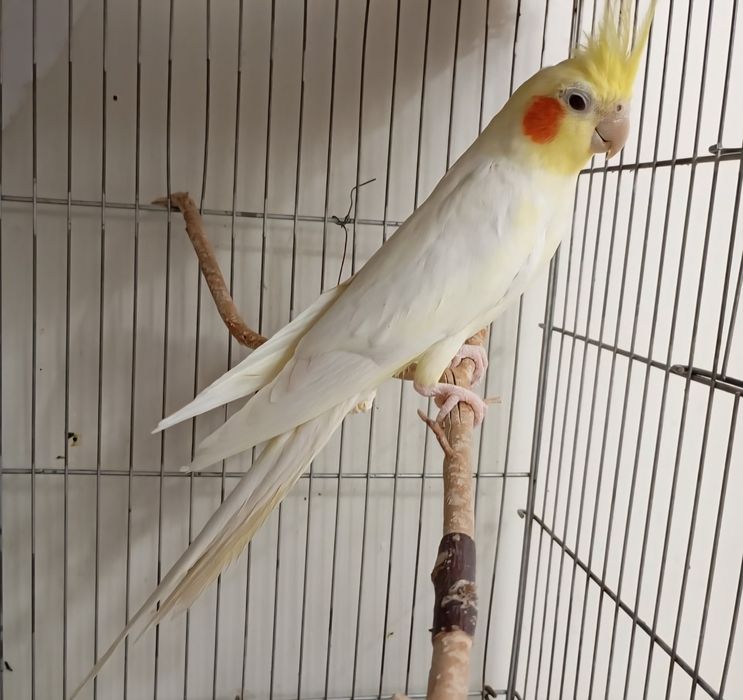 Пара кореллы, самец корелла