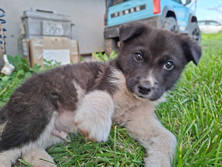 Căței  spre adopție