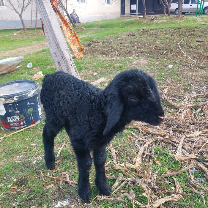 Қозы сатылады Самал 2