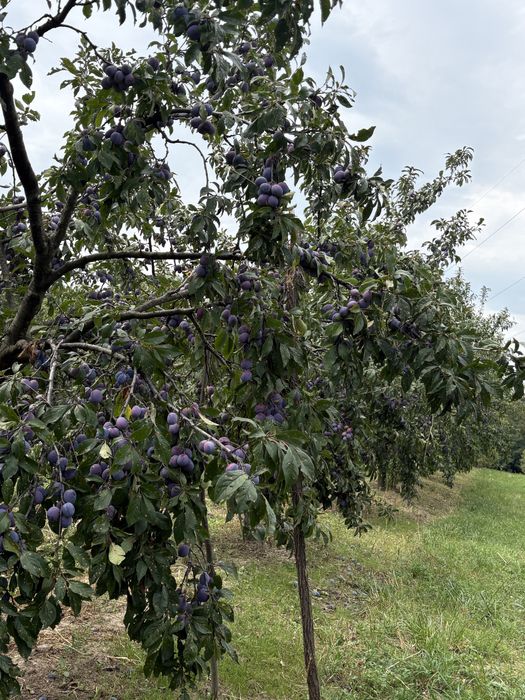 Prune de vanzare soi anaspet
