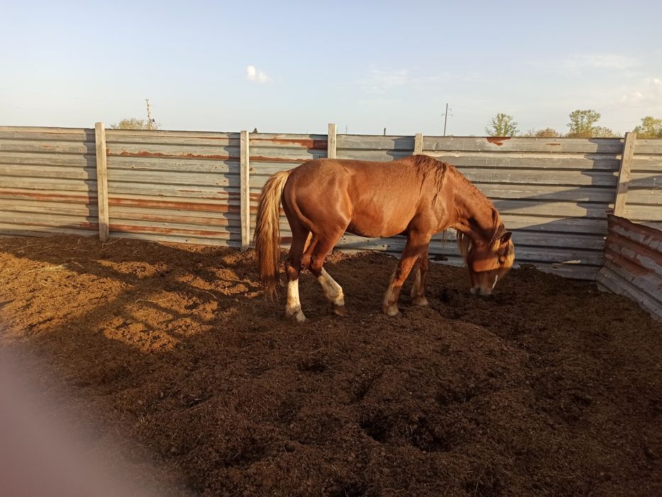 Жеребец производитель