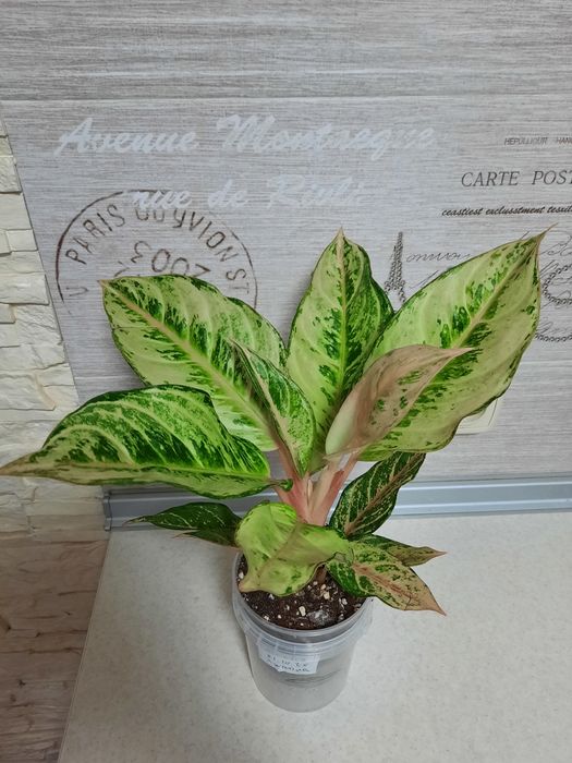 Аглаонема "Лаки"