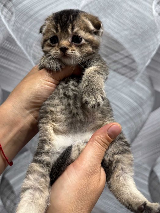 шиншиллы плюшевые детки