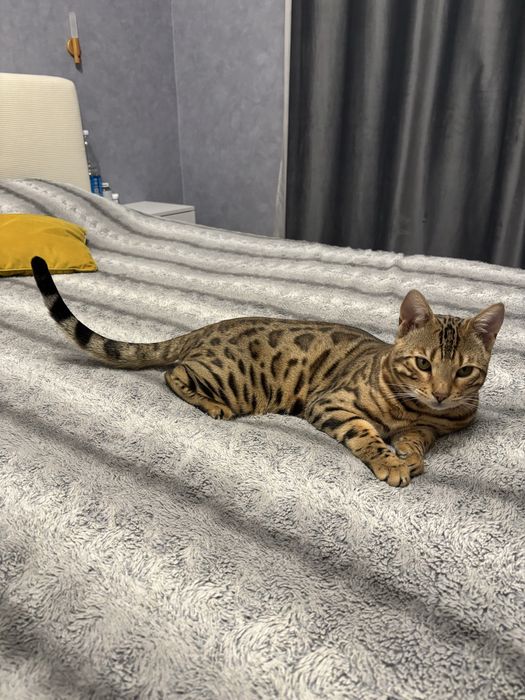 Ищем кошку для вязки бенгала