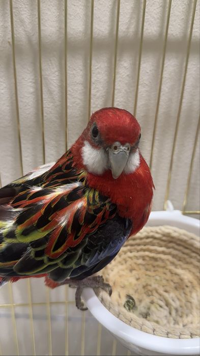Розелла Попугай 4 Месяца