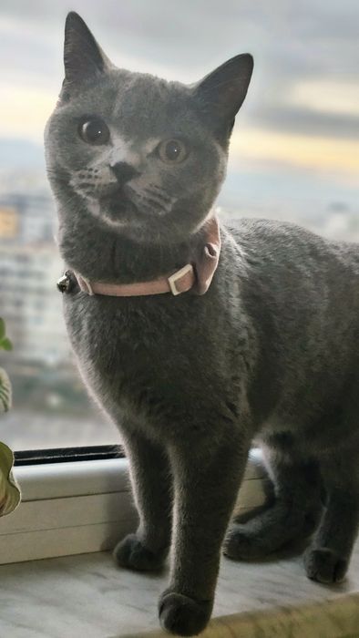 Британска късокосместа