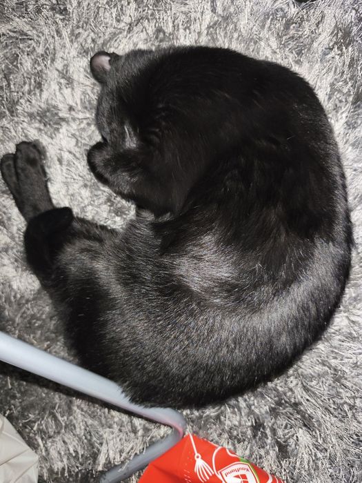 Donez pisica  femela