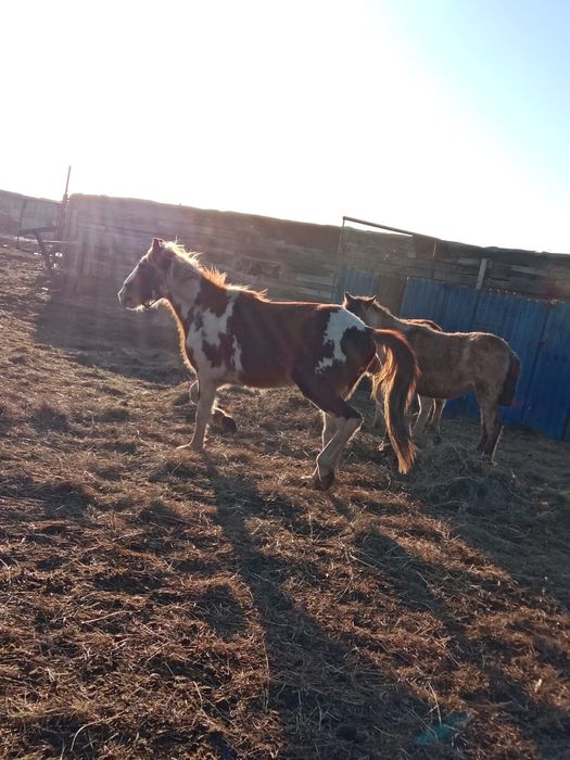 Продам кунан ездовой конь