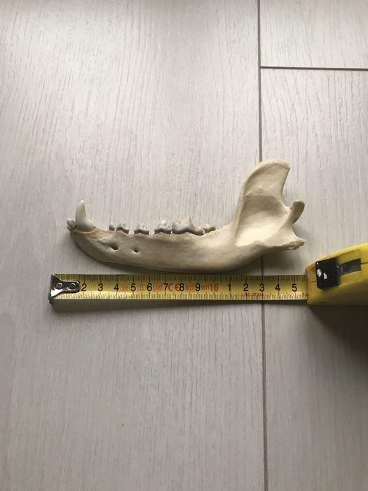 Mabdibulă de colecție/decor