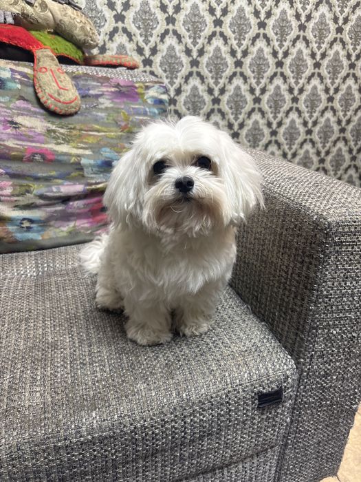 Вязка мальтезе кабель