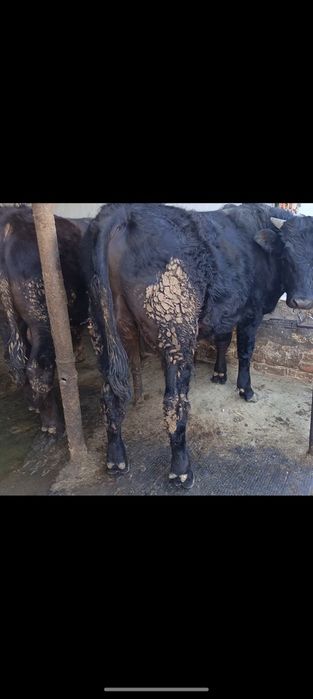 Продам двух годовалых быков