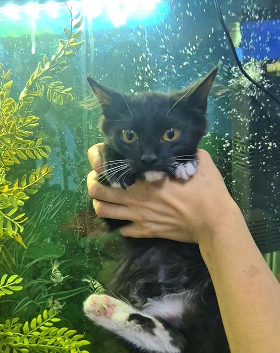 Милый котик ищет доброго человека!