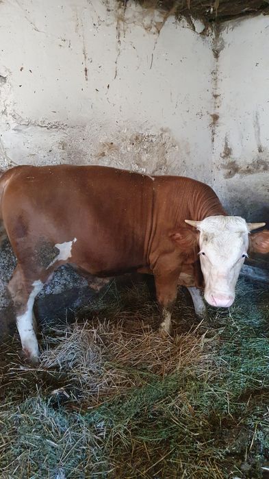 Taur tânăr bălțat