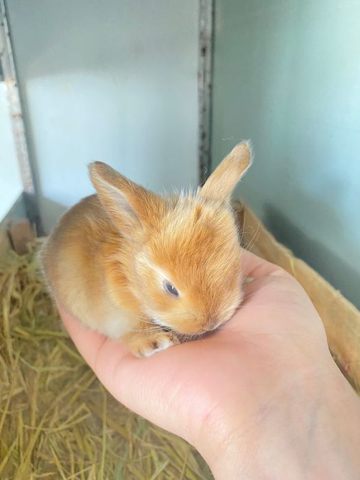 Корм для кроликов