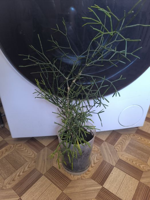 Рипсалис Рипсалис