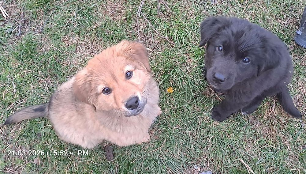 Подарявам кученца