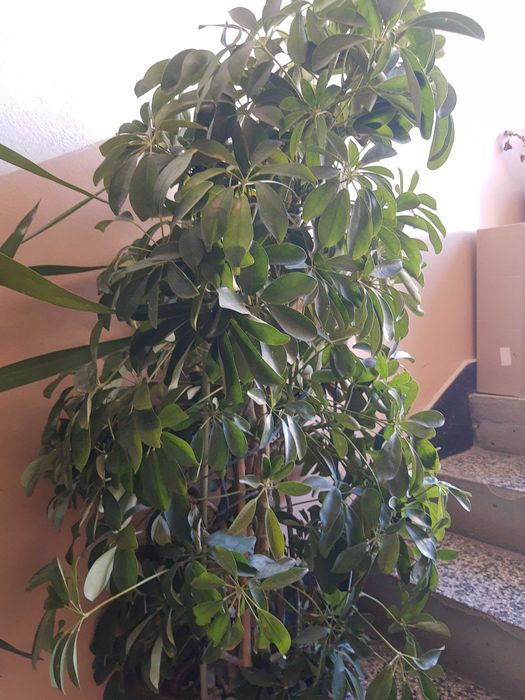 Цветя,мушкато,палма,дърво на живота,растения,готови за декорация,отгле