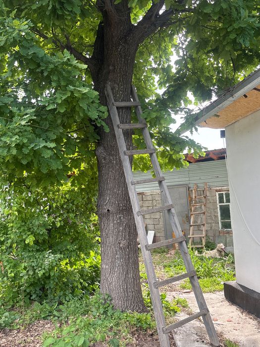 Продам дуб многолетний