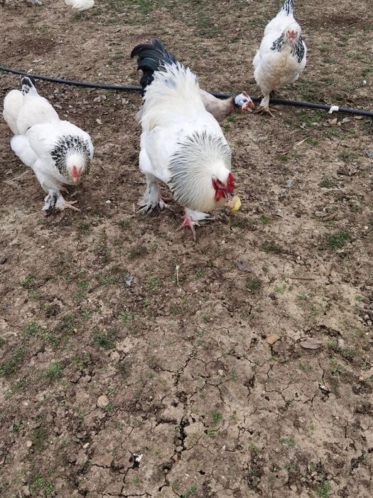 Oua pentru incubat de găină brahma cu mixta - de vanzare