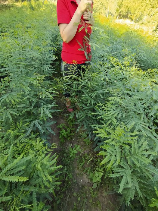 Puteți salcâm și gladiță