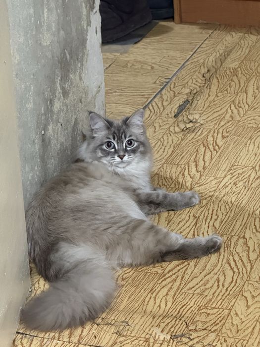 Продам кошку.