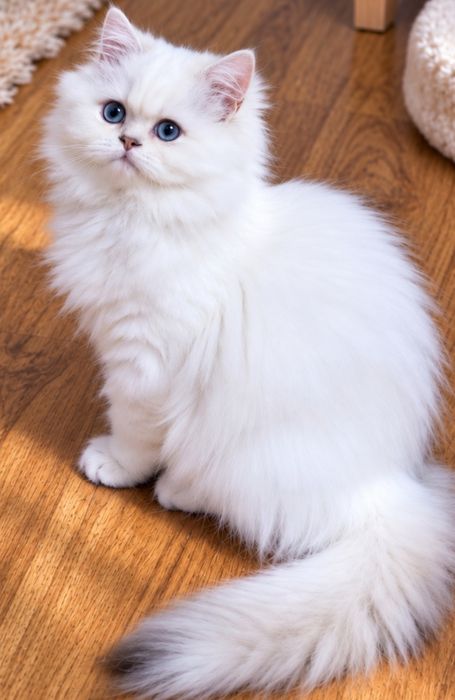 Fetiță British Longhair -certificat pedigree