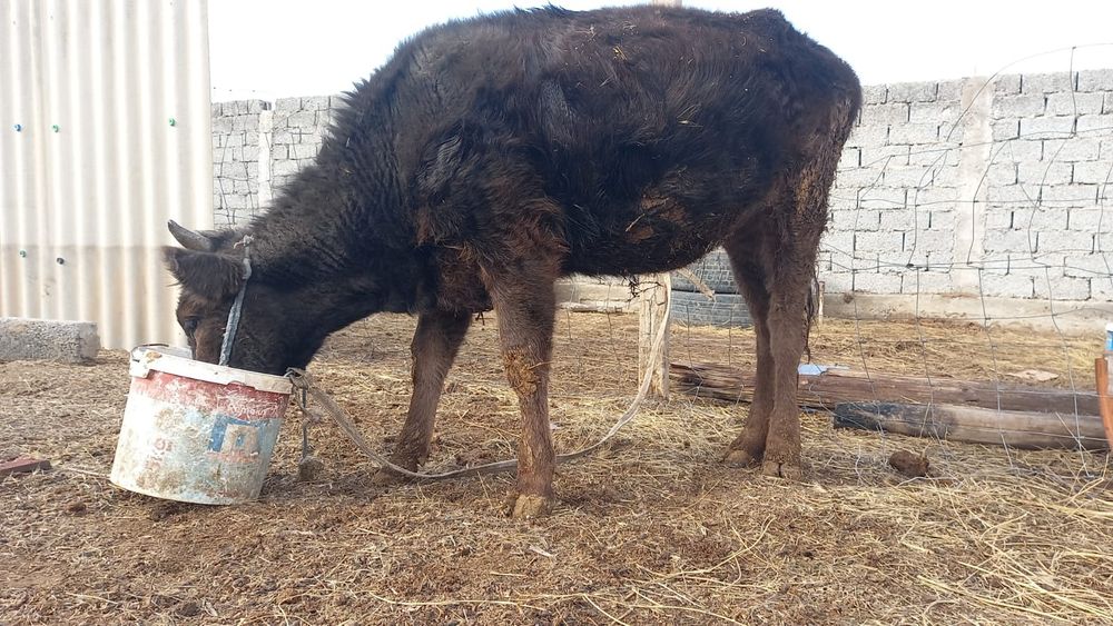 Тана сатылады жағдайы зың