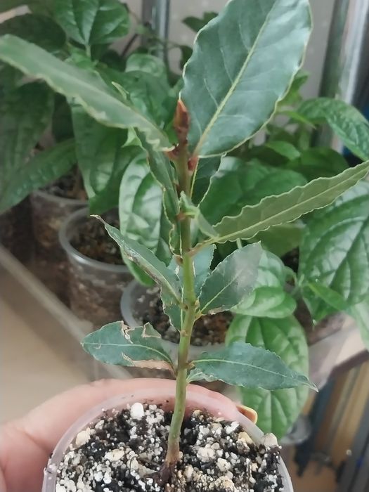 Комнатные цветы,домашние