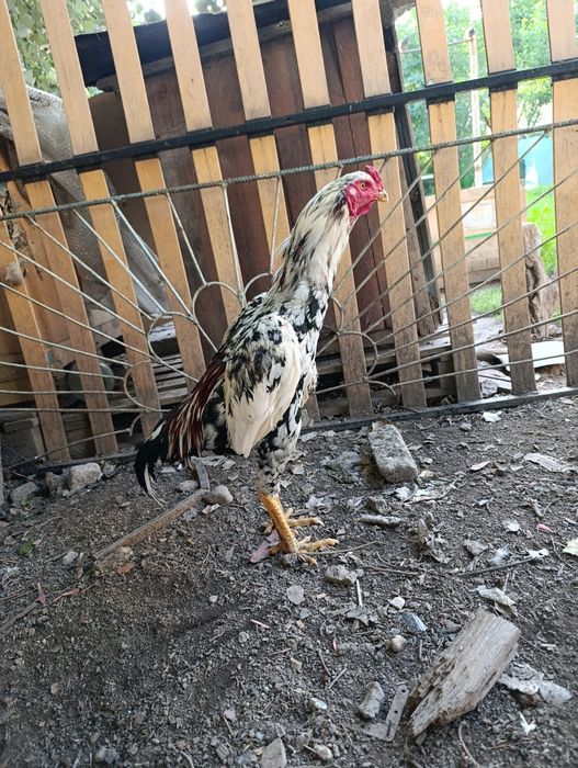 Продам Дакан шамо