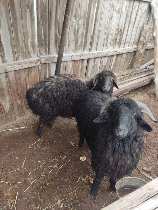 Кой сатылады екеуы 8 млн