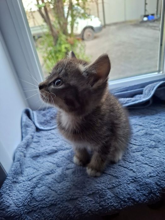 Подарю котят в добрые руки